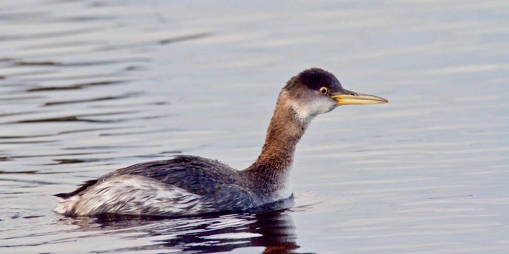 Red-necked Grebe by nicolebeaulac is licensed under CC BY-NC-ND 2.0.